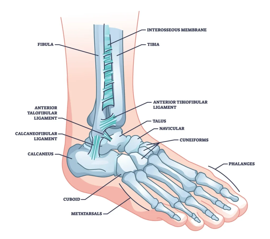 A diagram of foot and ankle anatomy