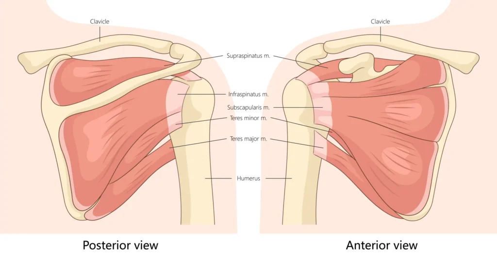 Rotator cuff diagram